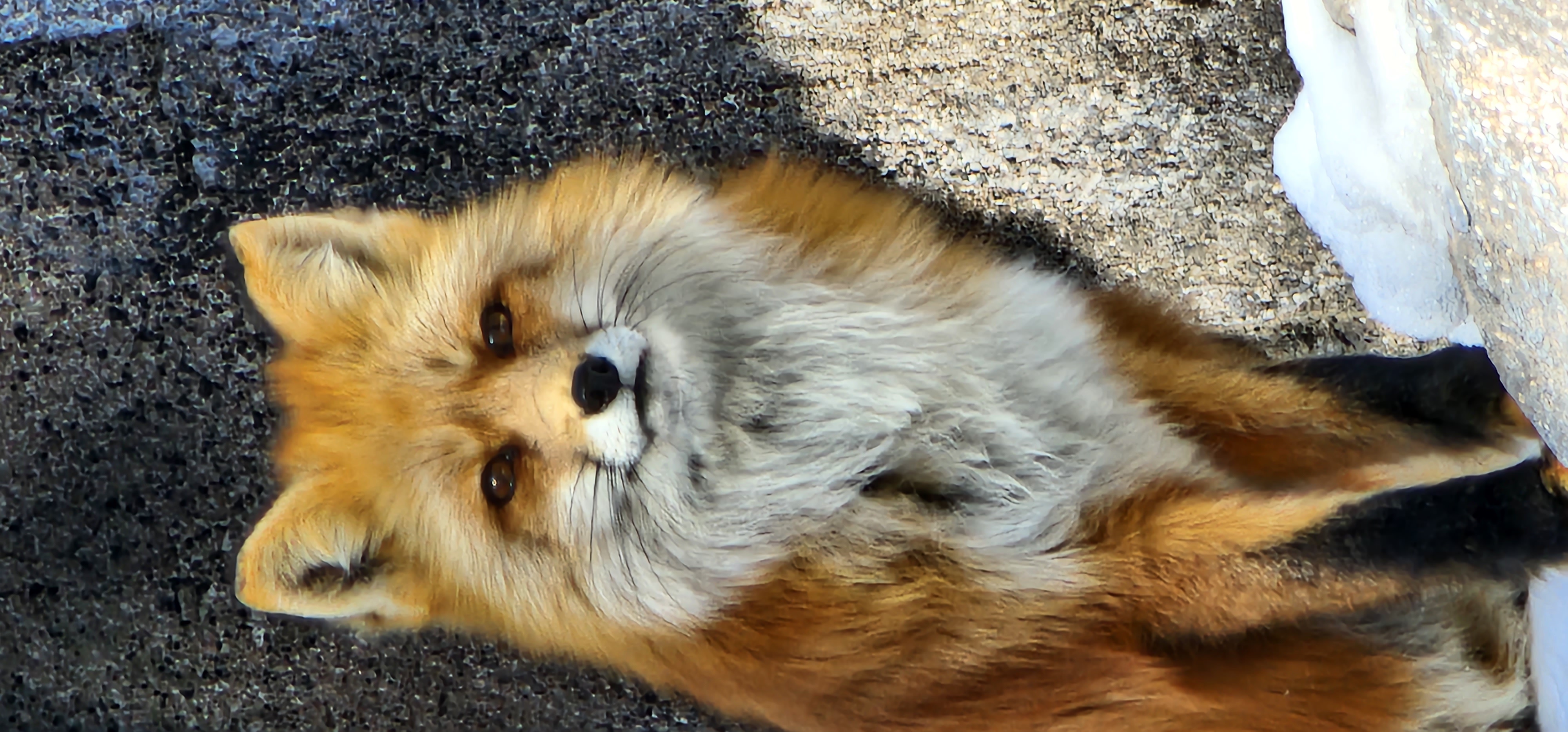 Fox at Bearizona